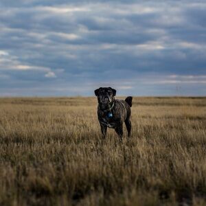 Meet your Posher, Livia